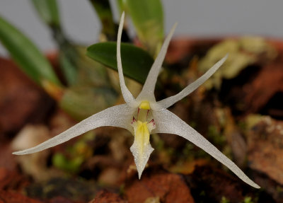 Dendrobium jadunae. Close-up.