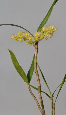 Pinalia xanthocheila