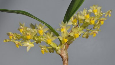 Pinalia xanthocheila. Closer.