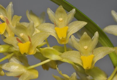 Pinalia xanthocheila. Close-up.