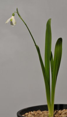 Galanthus woronowii. 'Leidens Green'.