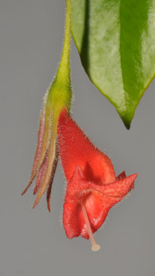 Gesneriaceae. Close-up.