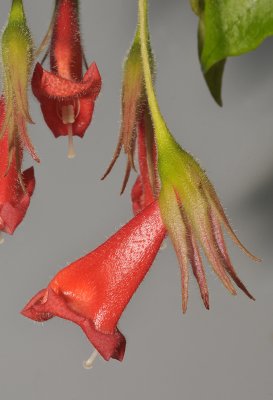 Gesneriaceae. Close-up side.