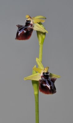 Ophrys sphegodes subsp. mammosa.