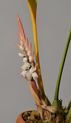 Pholidota clemensii. Closer.