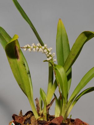 Phreatia sp.