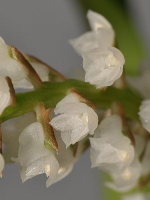 Phreatia sp. Close-up.