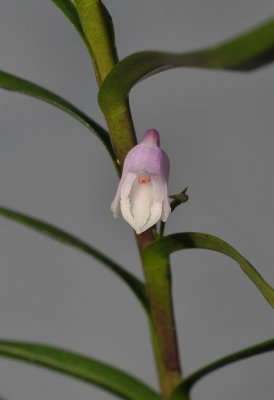 Poaephyllum selebicum. Close-up.