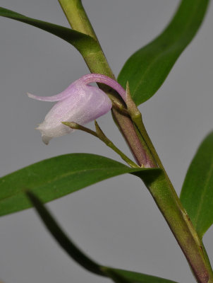 Poaephyllum selebicum. Close-up side.