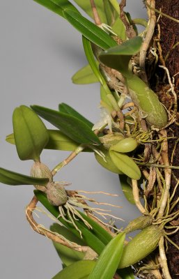 Bulbophyllum simplex