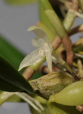 Bulbophyllum simplex. Close-up.