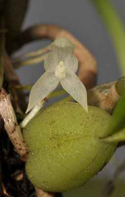 Bulbophyllum simplex. Close-up.