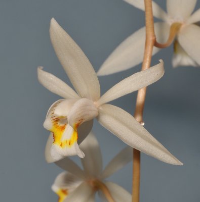 Coelogyne flaccida. Close-up.