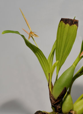 Coelogyne sp aff. alvinlokii.