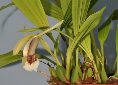 Coelogyne speciosa subsp. speciosa.