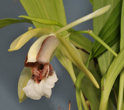 Coelogyne speciosa subsp. speciosa. Close-up.