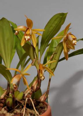 Coelogyne squamulosa.