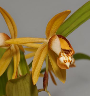 Coelogyne squamulosa. Close-up.