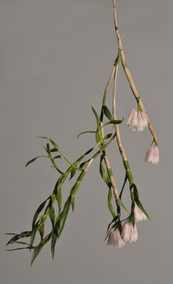 Dendrobium caliculi-mentum.