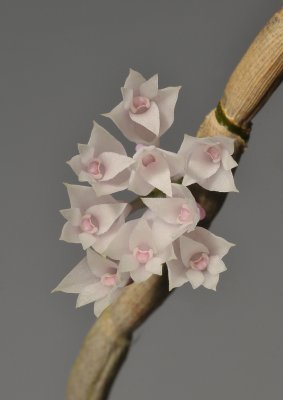 Dendrobium caliculi-mentum. Close-up.