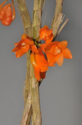 Dendrobium mohlianum.