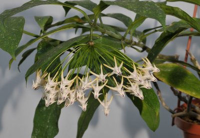 Hoya multiflora. 20000660.jpg