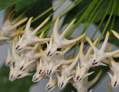 Hoya multiflora. Close-up.