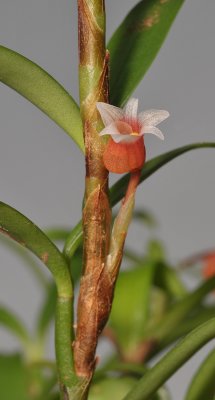 Mediocalcar bifolium. Closer.