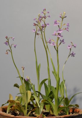 Orchis quadripunctata.