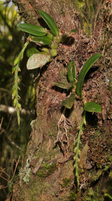 Bulbophyllum sambiranense
