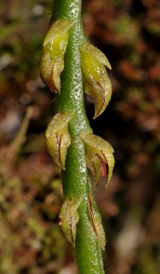 Bulbophyllum sambiranense
