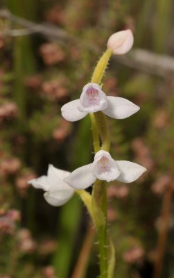 Cynorkis breviplectra