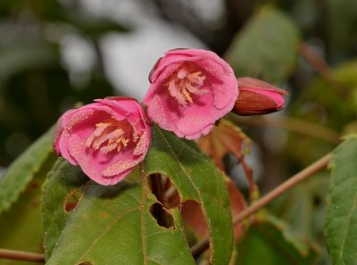 Dombeya elegans. var. elegans. Close-up.