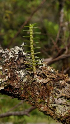 Angraecum appendiculatum. (Bonniera appendiculata).