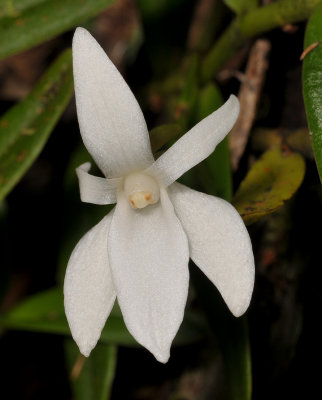 Angraecum implicatum. Close-up.