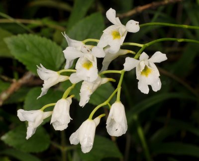 Beclardia macrostachya. Closer.