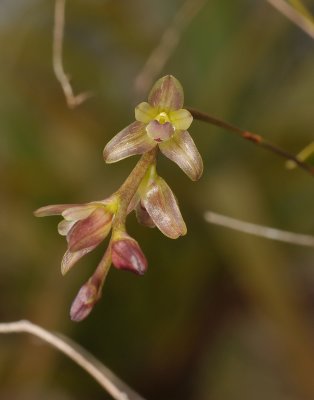 Bulbophyllum sp. Close-up.