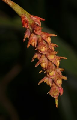 Bulbophyllum densum. Close-up.