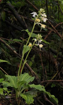 Calanthe candida.