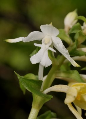 Calanthe candida. Close-up.