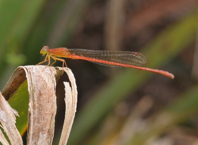 Damselfly.