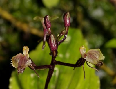 Liparis salassia. Close-up.