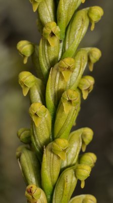 Tylostigma perrieri. Close-up.