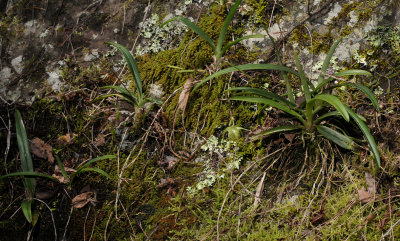 Aeranthes strangulata. In habitat.