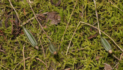 Aeranthes strangulata. Fruits.