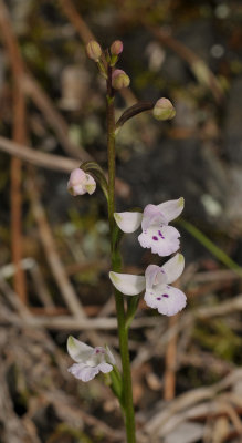 Cynorkis clavata. Closer.