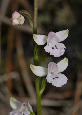 Cynorkis clavata. Close-up.