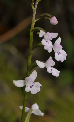 Cynorkis clavata. Type 2. Closer.