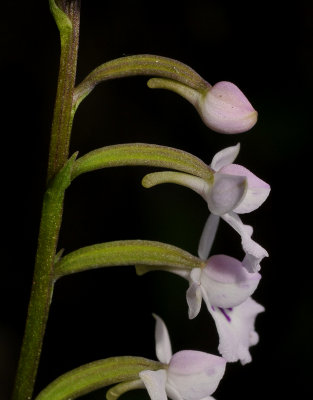 Cynorkis clavata. Type 2. Close-up side.