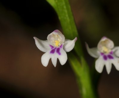 Cynorkis frappieri. Close-up.